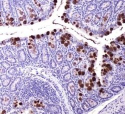 ABCG8 Antibody (1B10A5) - Azide and BSA Free, Novus Biologicals 0.1 mL;